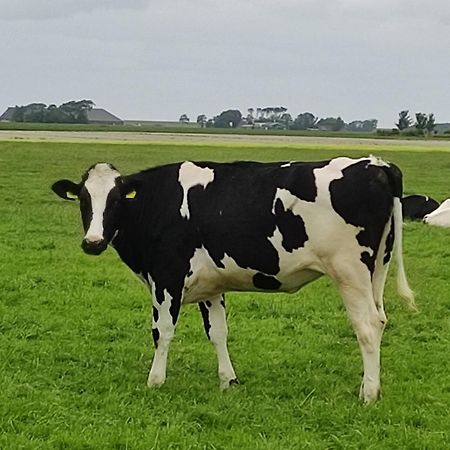In Het Mooie Friesland Vele Bezienswaardigheden Hantum Exterior foto