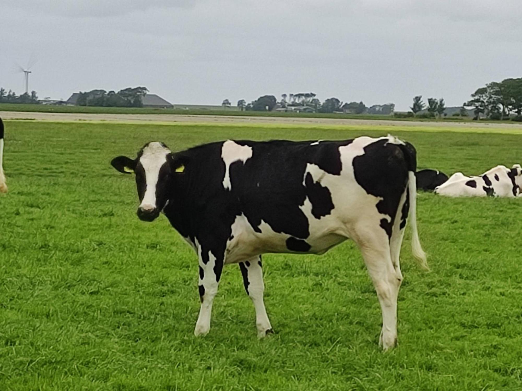In Het Mooie Friesland Vele Bezienswaardigheden Hantum Exterior foto