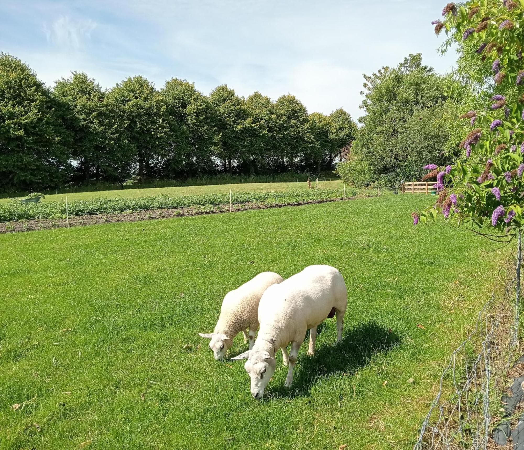 In Het Mooie Friesland Vele Bezienswaardigheden Hantum Exterior foto